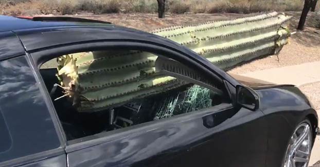 Un cactus de metro y medio de largo perfora el parabrisas de un conductor en Tucson