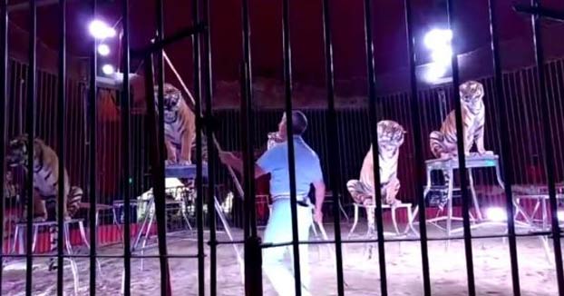 Cuatro tigres devoran a un domador de circo en pleno ensayo