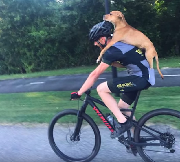 Un ciclista encuentra a un perro herido en el bosque y se lo lleva cargándoselo a la espalda
