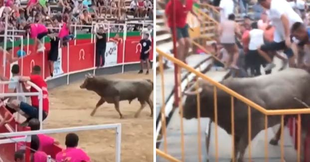Un toro salta a las gradas en el correbous de Vidreres y deja más de 20 heridos