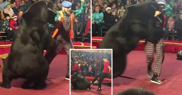 Un oso de circo ataca a su entrenador durante una actuación